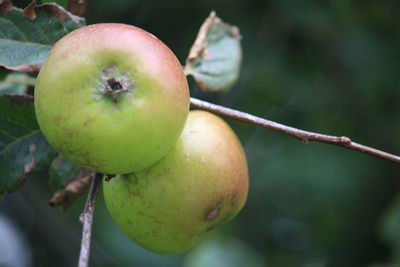 Close-up of apple on tree