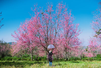 Rear view of woman holding umbrella while standing against pink cherry blossoms at park