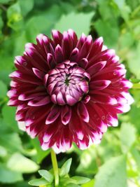 Close-up of pink dahlia