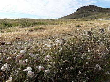 Scenic view of flowering plants on field against sky