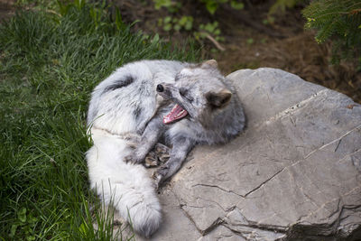 High angle view of cute young arctic fox in summer morph yawning while curled up resting