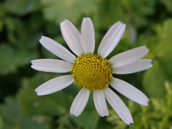 Close-up of yellow flower blooming outdoors