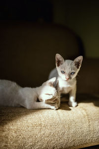 Close-up portrait of kitten relaxing at home