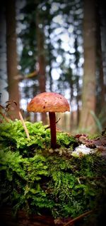 Close-up of mushroom growing in forest