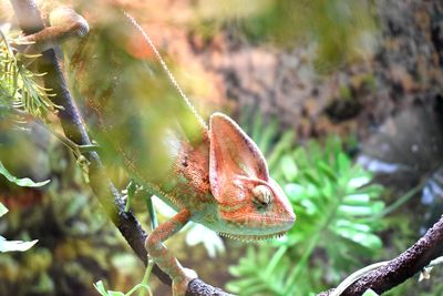 Close-up of lizard on tree