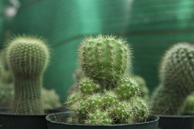 Close-up of cactus plant in pot