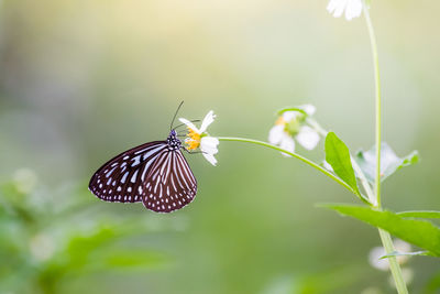 Close-up of butterfly pollinating on flower