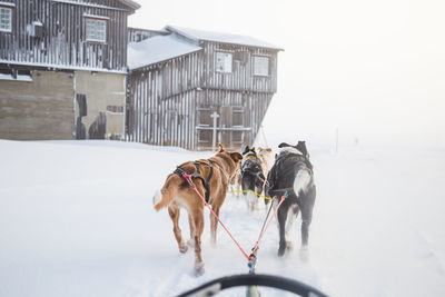 A beautiful husky dog team pulling a sled in beautiful norway morning scenery. 