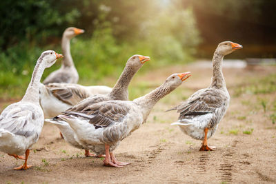 A flock of beautiful domestic geese walking in a meadow near a farmhouse gray farm geese