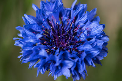 Close-up of purple blue flower