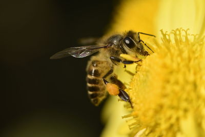 Close-up of bee pollinating on flower