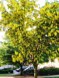 Yellow trees by plants during autumn