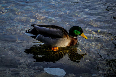 High angle view of duck swimming in lake