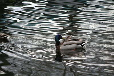 Close-up of duck swimming in lake