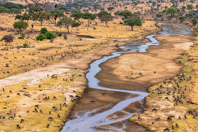 An exciting and spectacular view from the top of a promontory of hundreds of wildebeest tanzania