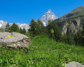 Scenic view of field against clear blue sky