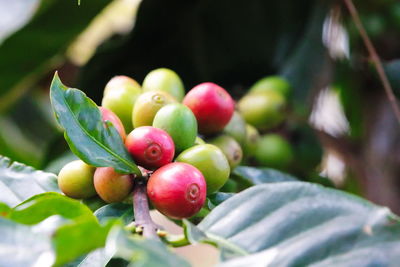 Close-up of cherries growing on tree