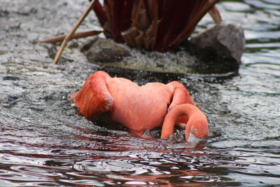 Close-up of orange leaf in water