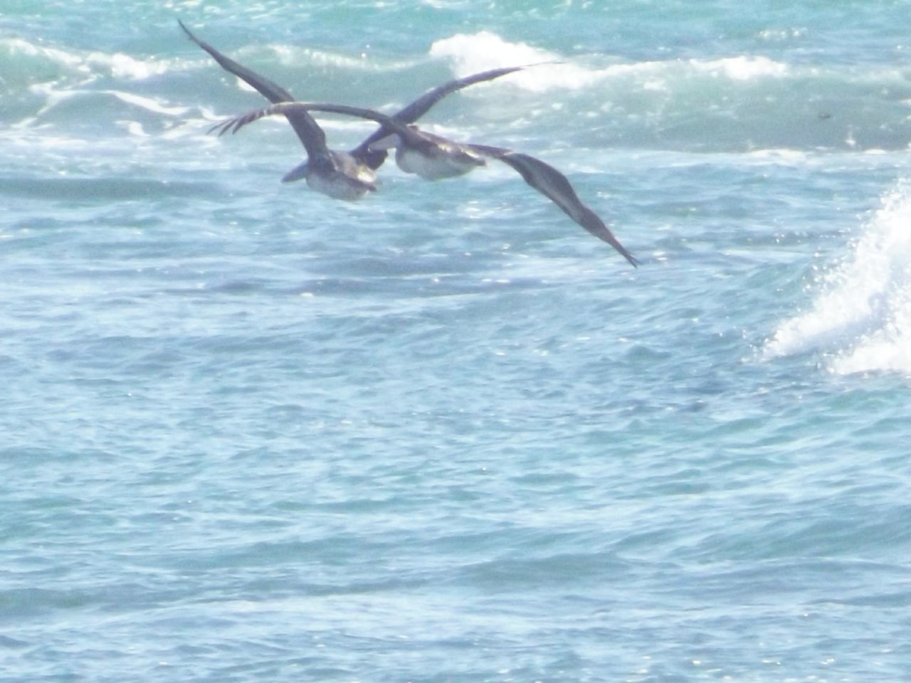 water, sea, animal themes, waterfront, animals in the wild, one animal, nature, motion, wave, wildlife, flying, beauty in nature, blue, rippled, bird, day, surf, spread wings, splashing, tranquility