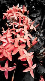 Close-up of pink flowers blooming in park