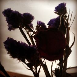 Close-up of flowers against blurred background