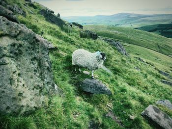High angle view of sheep standing on mountain