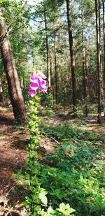 Purple flowering plants on field by trees in forest