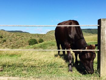 Horse grazing on field