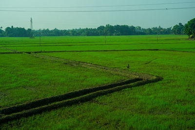 Scenic view of agricultural field against sky