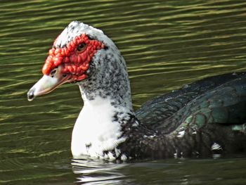 Close-up of duck swimming in lake