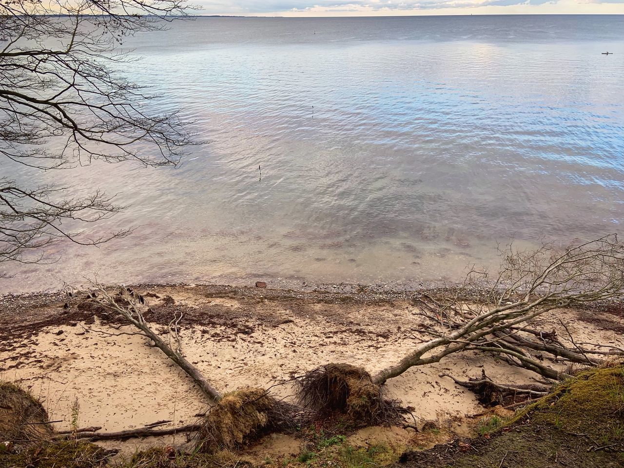 HIGH ANGLE VIEW OF BARE TREES ON BEACH