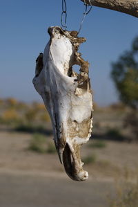 Close-up of animal skull hanging outdoors