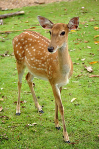 Deer standing on field