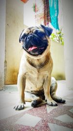 Dog looking away while sitting on footpath