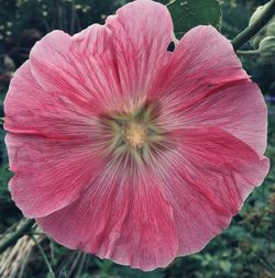 Close-up of pink flower