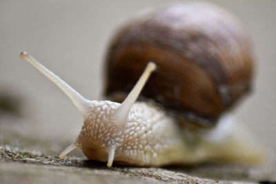 Close-up of snail