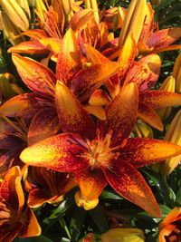 Close-up of flowers