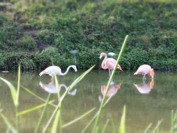 Swans on lake