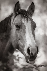 Close-up portrait of a horse