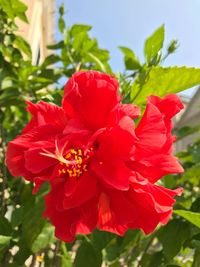 Close-up of red flowers blooming against sky