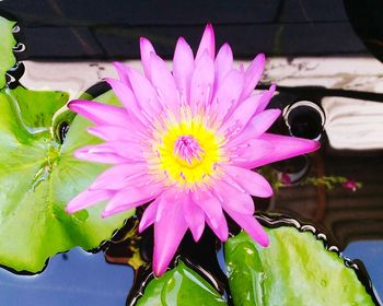 Close-up of pink flower blooming outdoors