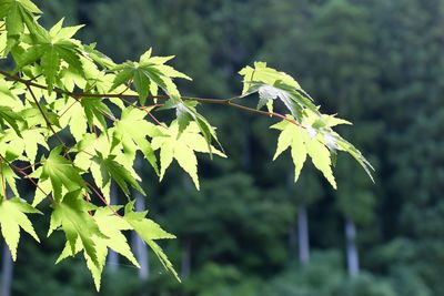 Close-up of maple leaves on tree