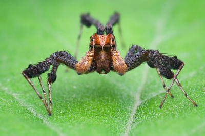 Close-up of insect on leaf