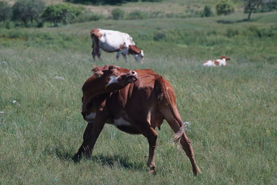 Cows grazing on field