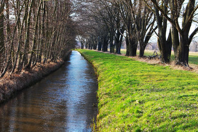 Canal amidst trees in forest