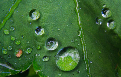 Full frame of water drops on leaf