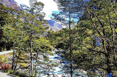 Scenic view of trees in forest