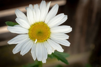 Close-up of white daisy