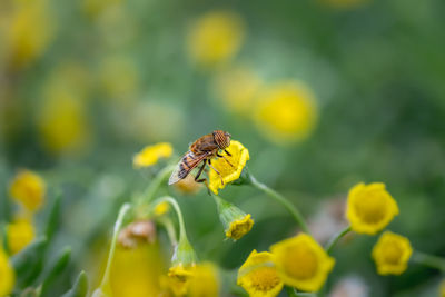Close-up of butterfly pollinating on yellow flower