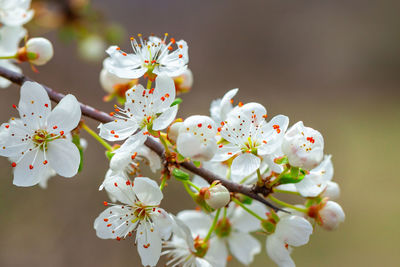 Close-up of white cherry blossoms in spring